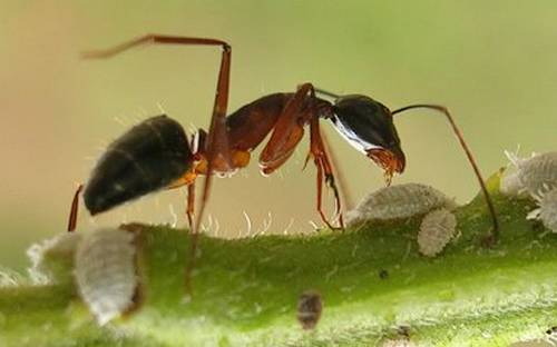 ants