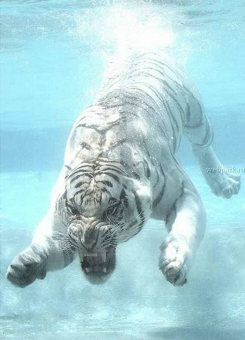 under water 1