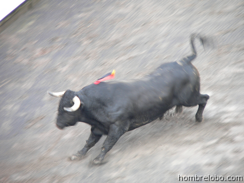 Los toros, el boxeo y los niños toro Los toros, el boxeo y los niños