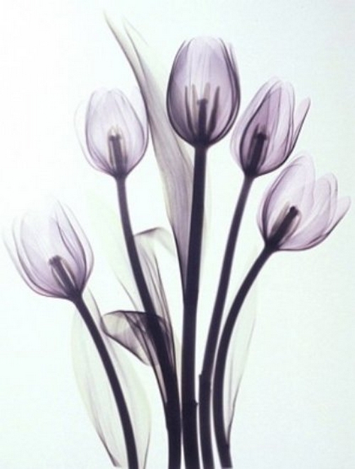 Arte con rayos X tulipsb13color 001 Arte con rayos X