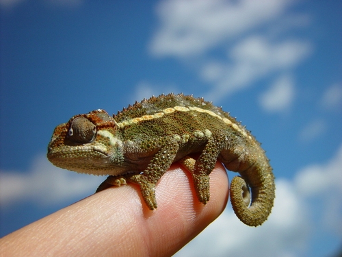 camaleon codificado